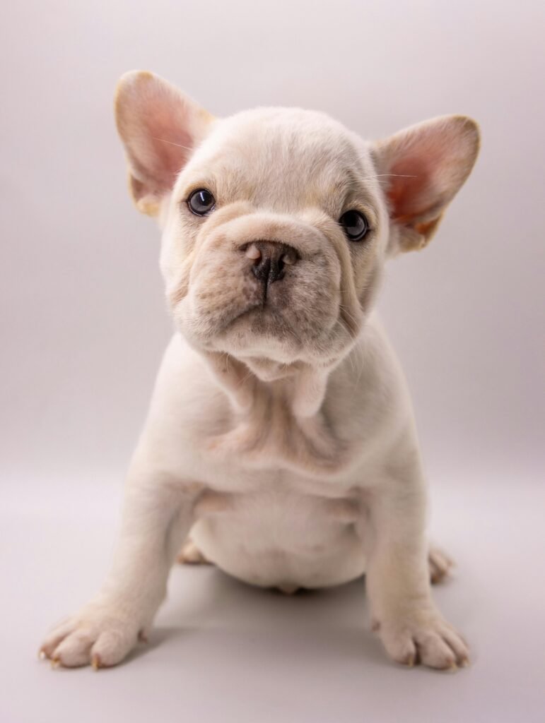 Close-up of a cute French Bulldog puppy sitting against a white background.